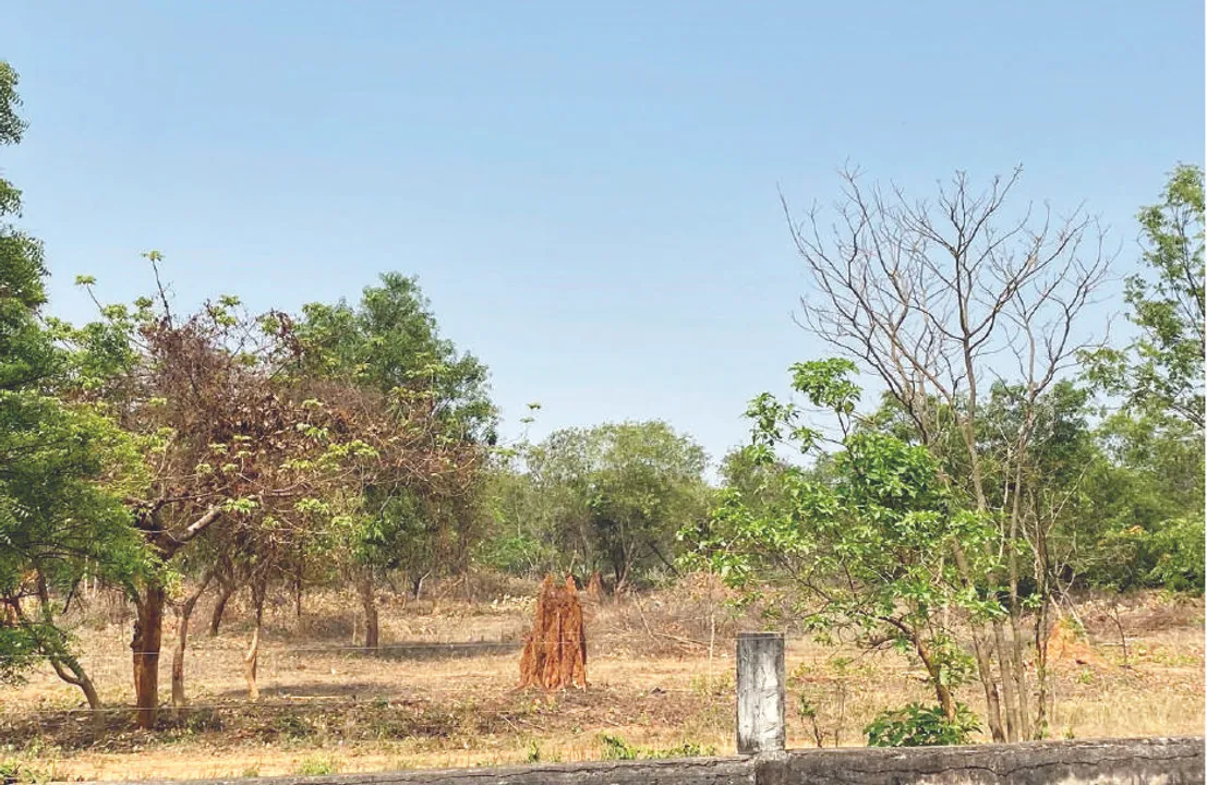  ଏକାମ୍ରକାନନ ଶିରୀ ଫେରିବ: ଭୋଜି କରିବାକୁ ମିଳିବ ସୁଯୋଗ ପ୍ରସ୍ତୁତ ହେଉଛି ପିଣ୍ଡି