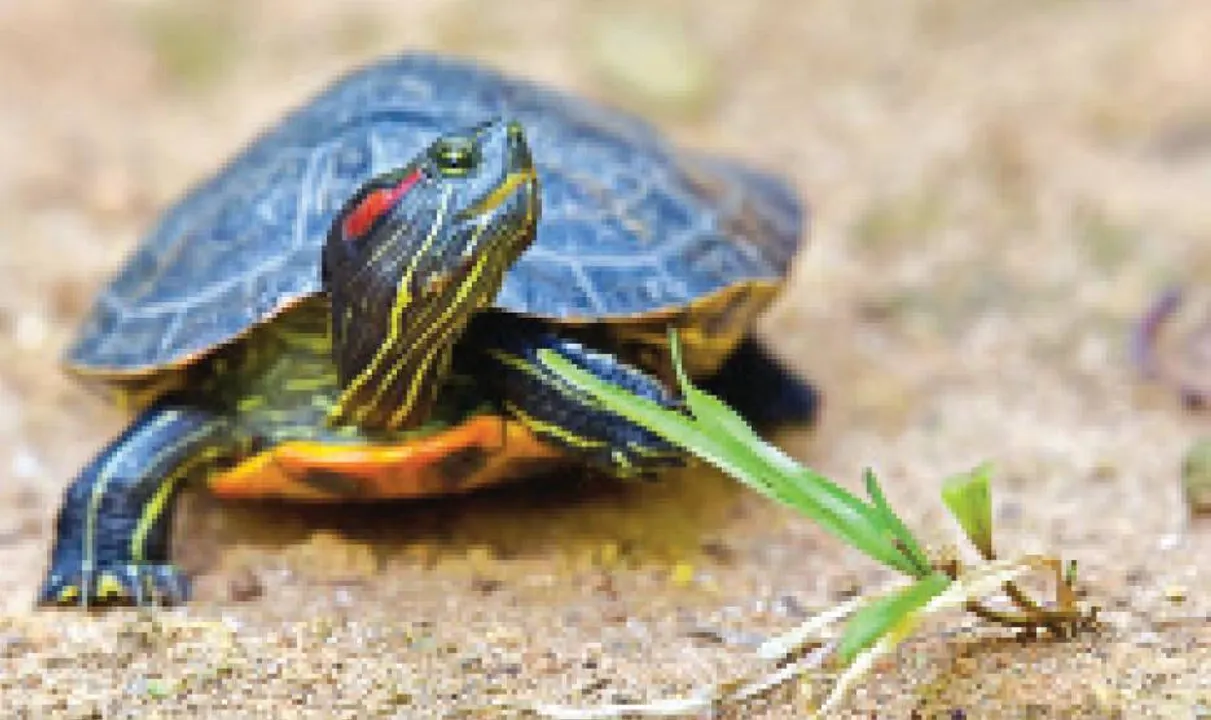  ନୀଳ ଚେହେରା ତଳେ ଲାଲ୍ ଆତଙ୍କ