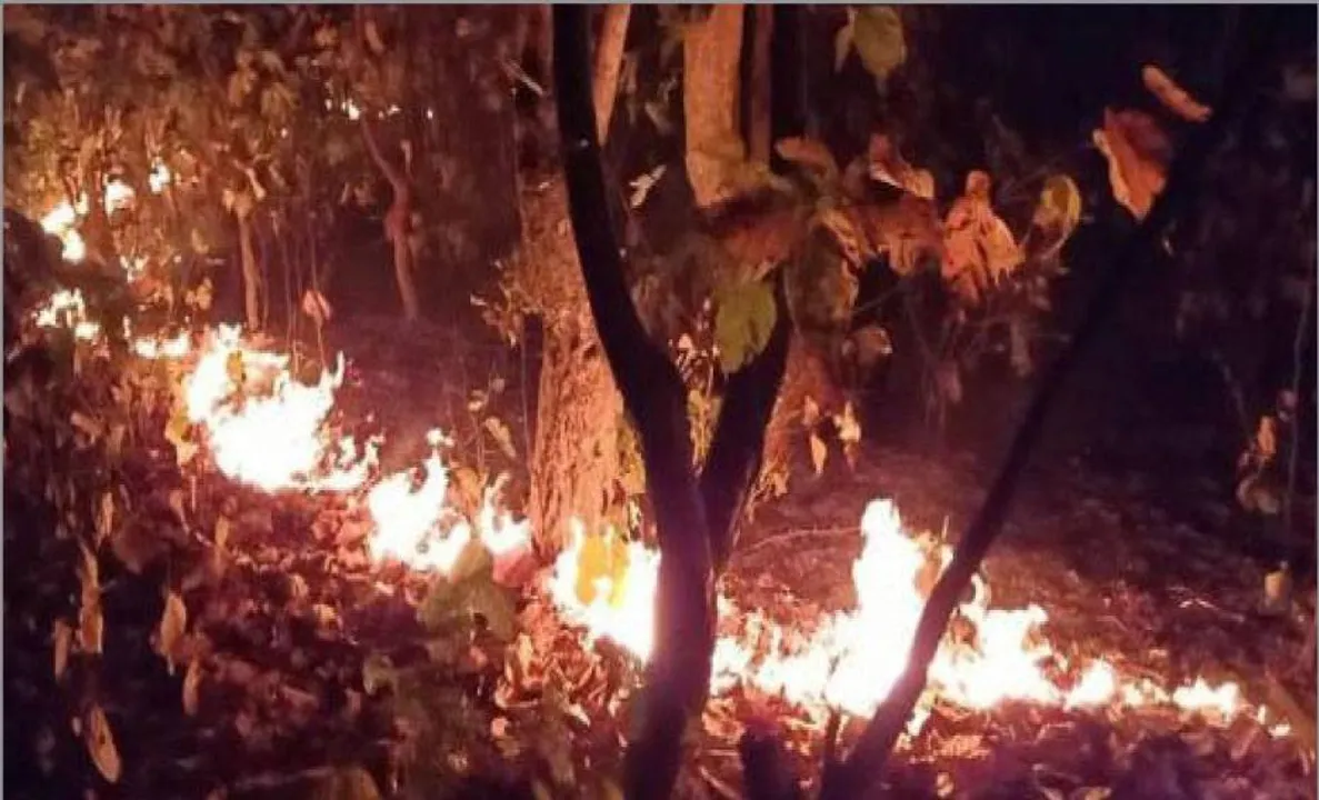  ବନାଗ୍ନି ପାଇଁ ଶିମିଳିପାଳ ଛାରଖାର: ରାତିରେ ଅଧିକ ସ୍ଥାନରେ ଲାଗୁଛି ନିଆଁ