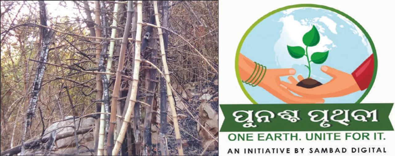  ସତ୍ତା ହରାଇଲା ବାଉଁଶ ସଂରକ୍ଷଣ ଯୋଜନା: ଉଜୁଡ଼ିଗଲା ନଗଡ଼ା ବାଉଁଶ ବଣ
