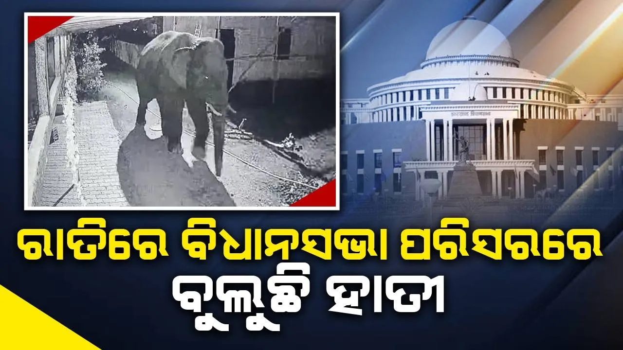  ବିଧାନସଭା ପରିସରରେ ବିଳମ୍ବିତ ରାତିରେ ହାତୀ ବୁଲୁଥିବା ଦେଖି ସ୍ଥାନୀୟଲୋକେ ଆତଙ୍କିତ