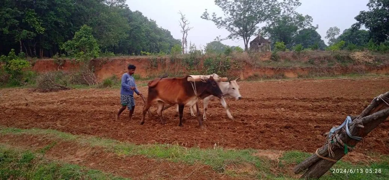  ପ୍ରାକ ମୌସୁମୀ ବର୍ଷା ପରେ ଝରିଗାଁ ବ୍ଳକରେ ଚାଷ କାମ ଆରମ୍ଭ