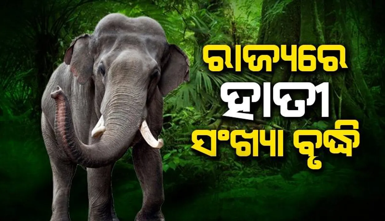  ରାଜ୍ୟରେ ହାତୀ ସଂଖ୍ୟା ୨୦୯୮, ପାଞ୍ଚ ବର୍ଷରେ ୪୦୩ ଗଜରାଜଙ୍କ ମୃତ୍ୟୁ