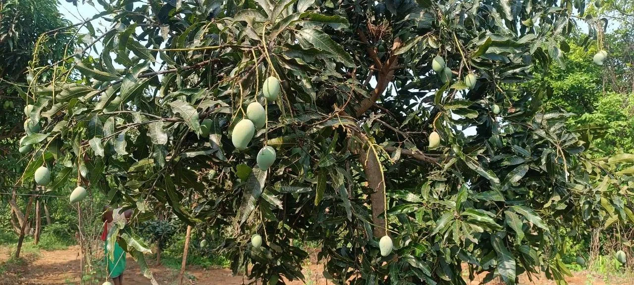  ଫଳ ଚାଷ କରୁଛି ଆତ୍ମନିର୍ଭରଶୀଳ: ଦେଶର ବିଭିନ୍ନ ଅଞ୍ଚଳକୁ ପଠାନ୍ତି ଆମ୍ବ