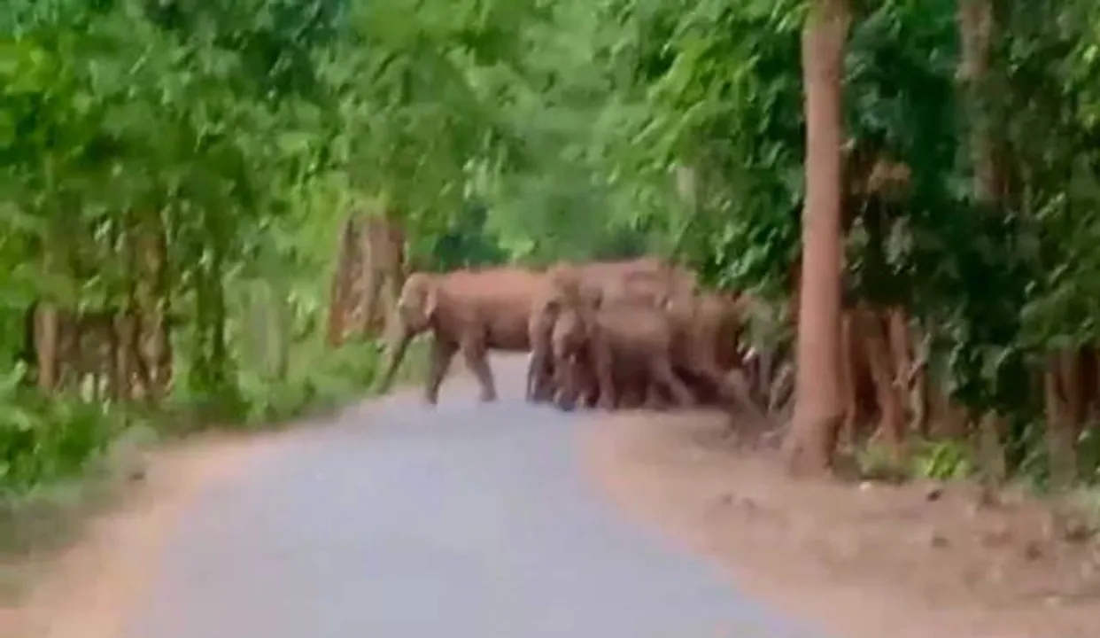  ସରିଲା ଗଣନା : କେନ୍ଦୁଝର ବନଖଣ୍ଡରେ ୧୩୫ ହାତୀ
