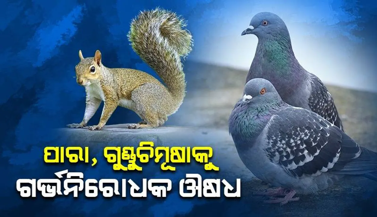  ପାରା, ଗୁଣ୍ଡୁଚିମୂଷାଙ୍କୁ ଦିଆଯିବ ଗର୍ଭନିରୋଧକ ଔଷଧ