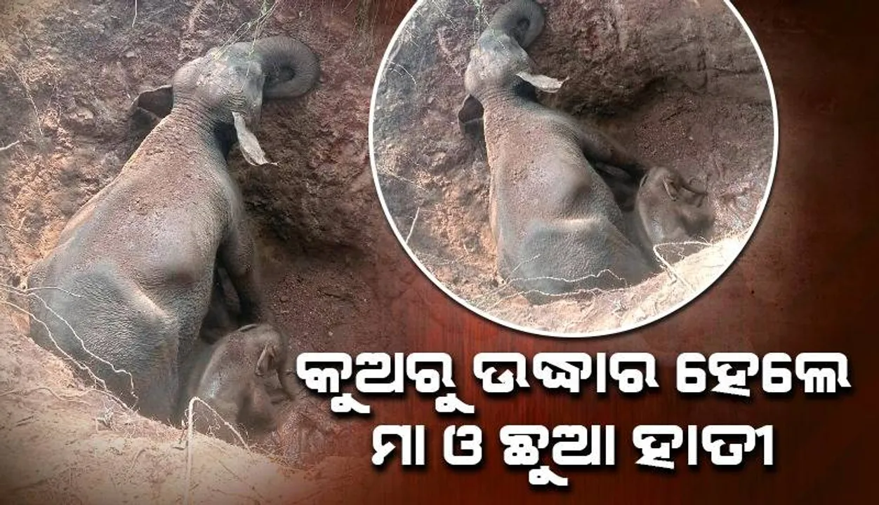  ପରିତ୍ୟକ୍ତ କୂଅ ଭିତରୁ ଉଦ୍ଧାର ହେଲେ ମା ଓ ଛୁଆ ହାତୀ