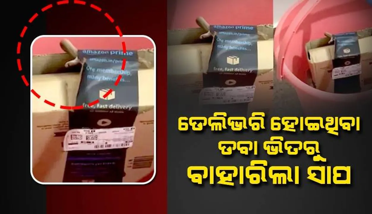  ଆମାଜନରୁ ମାଗାଇଥିବା ଅର୍ଡର ଭିତରୁ ବାହାରିଲା ସାପ; କମ୍ପାନି ଦେଲା ଏଭଳି ପ୍ରତିକ୍ରିୟା