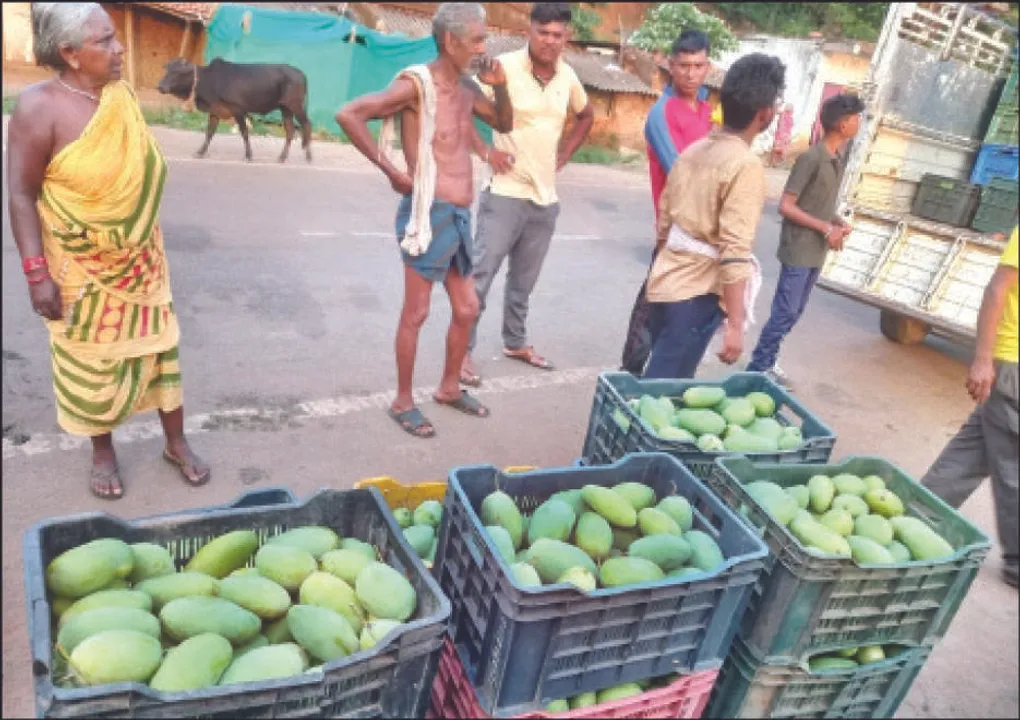  ଟାକୁଆ ଅପବାଦକୁ ଭରଣା କରିବ ଆମ୍ବ: ବଦଳୁଛି କାଶୀପୁରର ଚିତ୍ର, ଉତ୍ପାଦନ ହେଉଛି ଶହଶହ କୁଇଣ୍ଟାଲ୍ ଆମ୍ବ