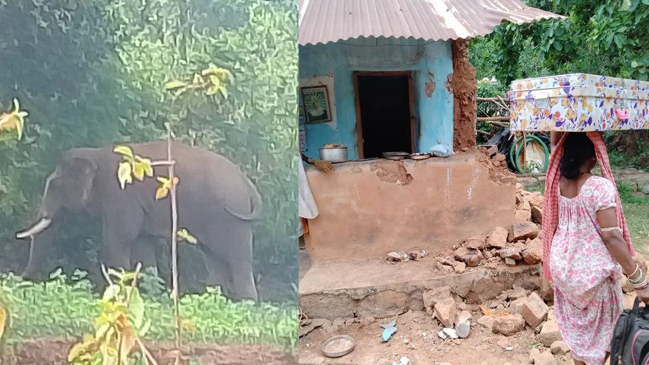  ସହର ଉପକଣ୍ଠରେ ହାତୀପଲ: ବ୍ୟାପକ ଫସଲ ନଷ୍ଟ, ଲୋକେ ଆତଙ୍କିତ