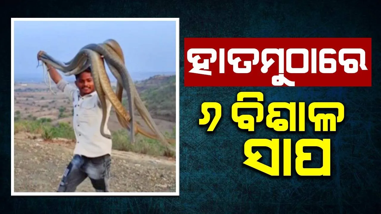  ଲୋମଟାଙ୍କୁରା ଘଟଣା: ‌ଦଉଡ଼ି ଭଳି ହାତ ମୁଠାରେ ୬ଟିବିଶାଳ ସାପକୁ ଧରି ଖେଳୁଛନ୍ତି ଯୁବକ