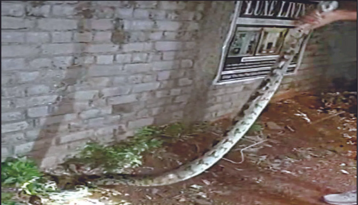  ଆପାର୍ଟମେଣ୍ଟରେ ଅଜଗର