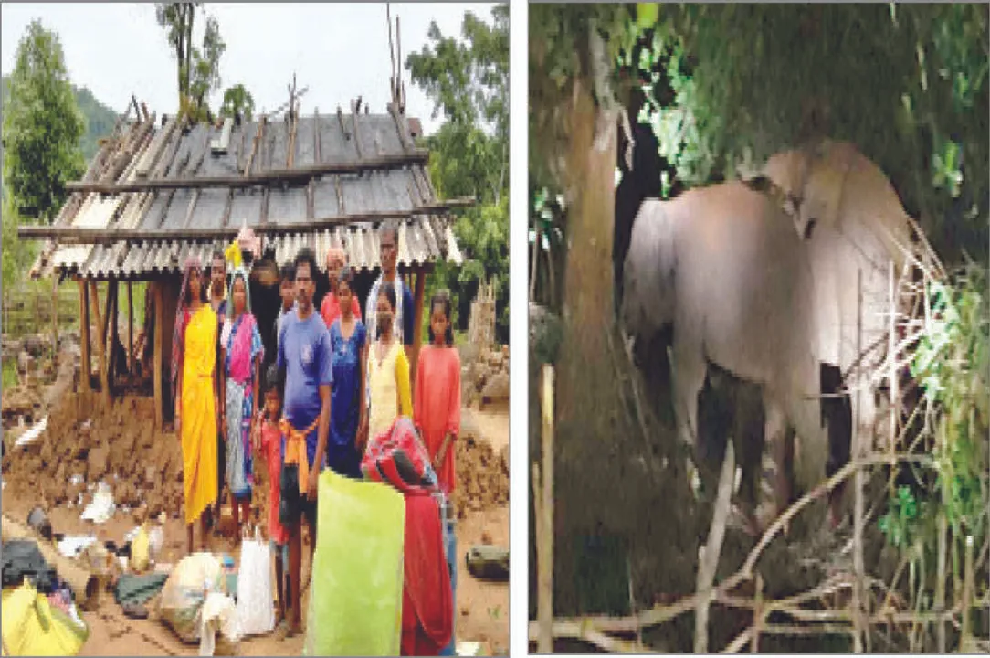  ହାତୀ ଭୟରେ ଘର ଛାଡ଼ିଲେ ଗାଁ’ ଲୋକେ: ସହରତଳି ଅଞ୍ଚଳରେ ୨୫ଟିକିଆ ହାତୀପଲ