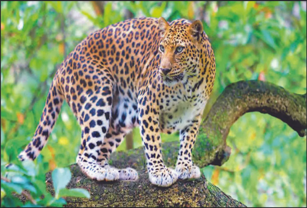 ଚନ୍ଦକାକୁ ଫେରିବେ କଲରାପତରିଆ: ଜୁଲାଇରେ ଆସିବେ ଗୟଳ, ସମ୍ବର