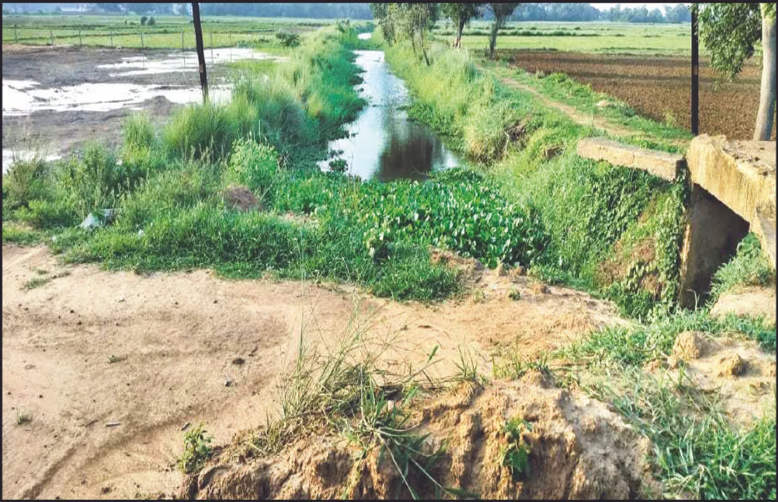  ଠିକାଦାର ପୋତୁଛି ସଫେଇ ନାଳି: ପାଣିରେ ବୁଡ଼ିବ ୯୪୫ ଏକର ରୁଆଧାନ