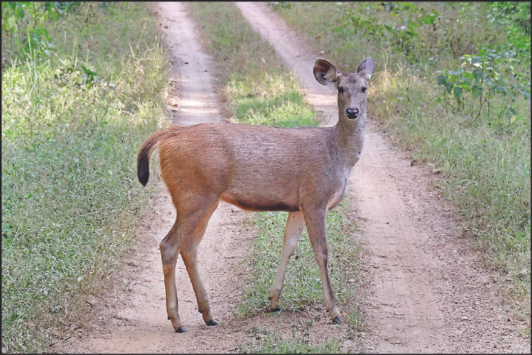  ଚନ୍ଦକାକୁ ଆସୁଛନ୍ତି ତପ୍ତପାଣି ସମ୍ବର: ସ୍ବତନ୍ତ୍ର ଭ୍ୟାନ୍‌ରେ ଆଜି ଆସିବେ ୪