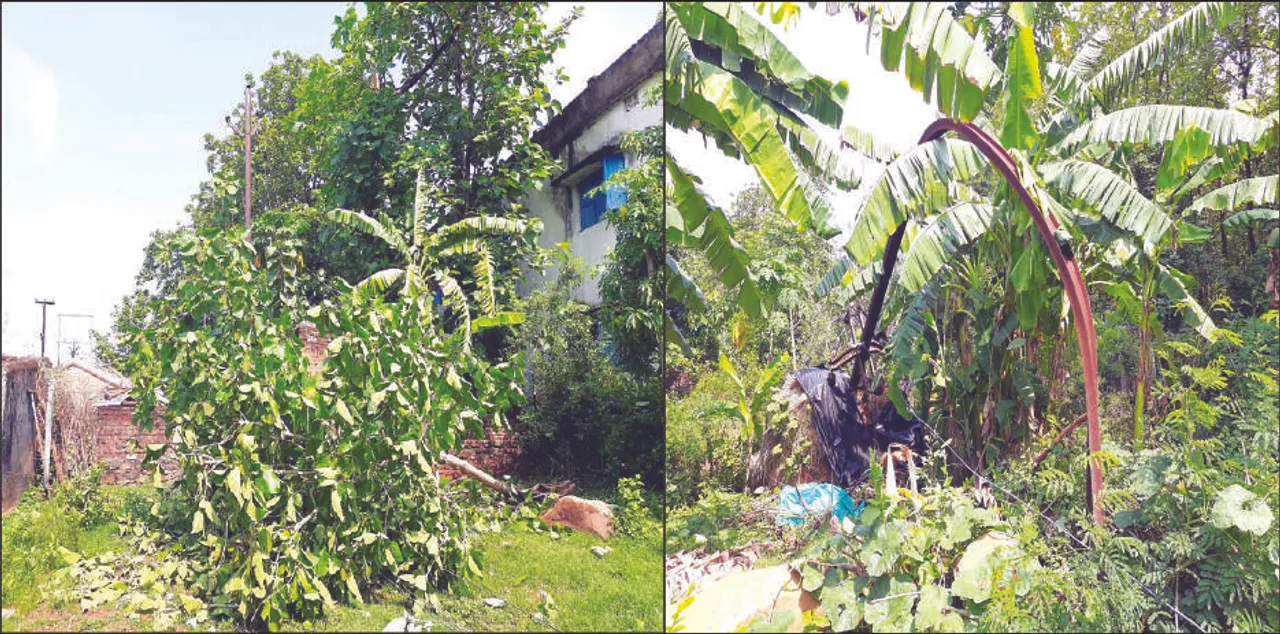  ବିଦ୍ୟୁତ୍‌ ତାରକୁ ଢାଙ୍କିଛି ଗଛ ଡାଳ: ଲାଗିରହିଛି ବିଦ୍ୟୁତ୍‌ ବିଭ୍ରାଟ, ଲୋକେ ହନ୍ତସନ୍ତ