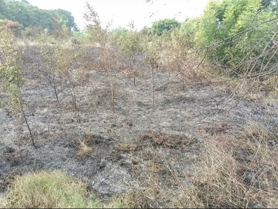  ଅଗ୍ନିକାଣ୍ଡରେ ଜଳିଗଲା ସହସ୍ରାଧିକ ଫଳ, ଔଷଧୟ ଗଛ