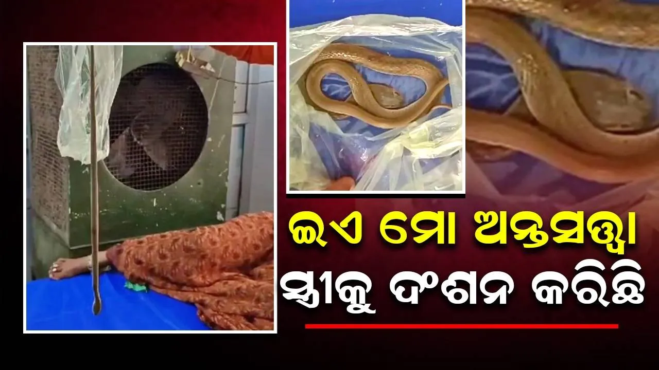  ସାର ଏହି ସାପକୁ ‌ଦେଖି ମୋର ଅନ୍ତସତ୍ତ୍ବା ସ୍ତ୍ରୀର ଚିକିତ୍ସା କରନ୍ତୁ