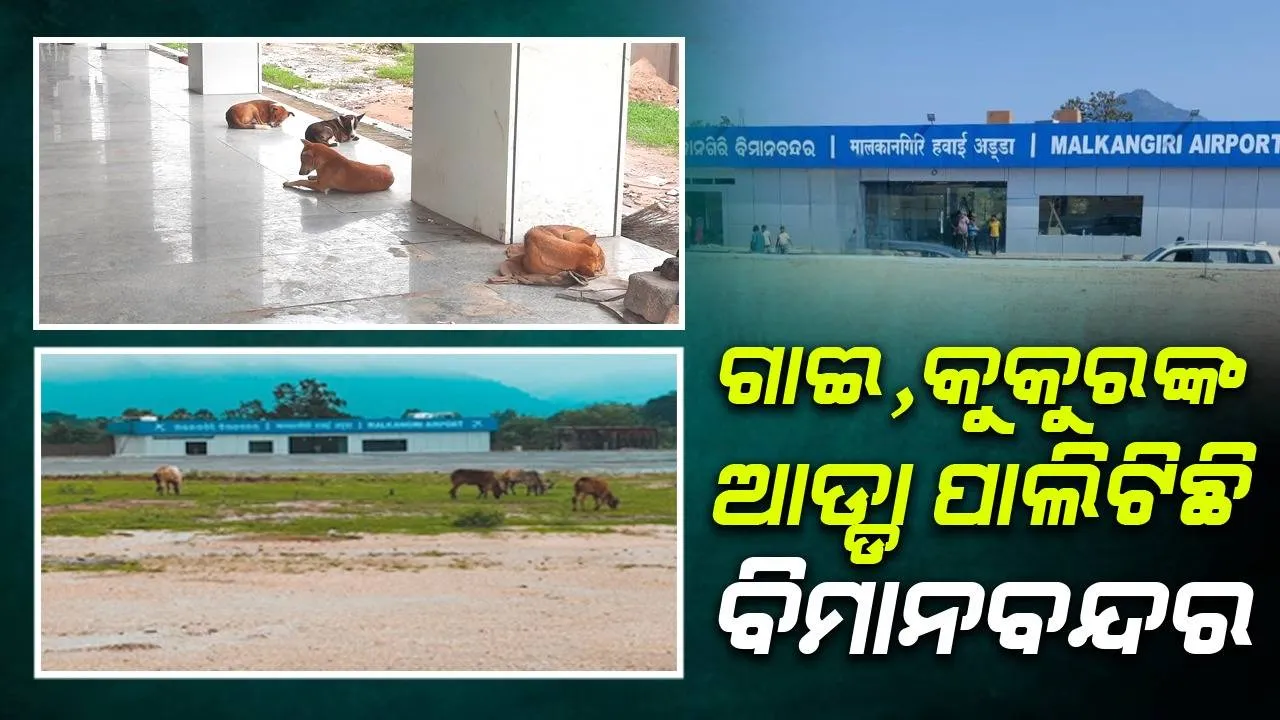  ବିମାନବନ୍ଦରରେ ଚରୁଛି ଗାଈ, ଟର୍ମିନାଲରେ ଶୋଉଛି କୁକୁର