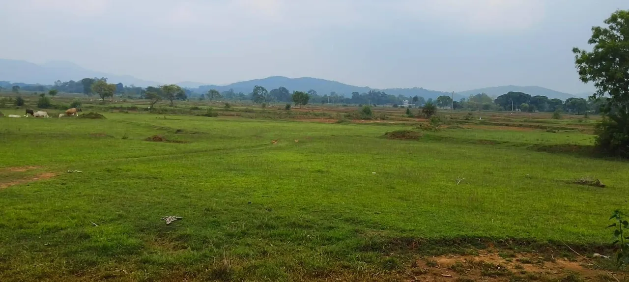  ଆଷାଢ ସରିଲାଣି, ନିଅଣ୍ଟିଆ ବର୍ଷା ଯୋଗୁଁ ଚାଷୀକୂଳ ହତାଶ