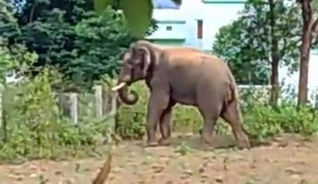  ଉତ୍ତର ଘୁମୁସର ବନଖଣ୍ଡକୁ ଫେରିଲା ବାଟବଣା ଦନ୍ତା, ହାତୀ ଉପଦ୍ରବରୁ ଆଶ୍ୱସ୍ତି ପାଇଲେ ଅଞ୍ଚଳବାସୀ
