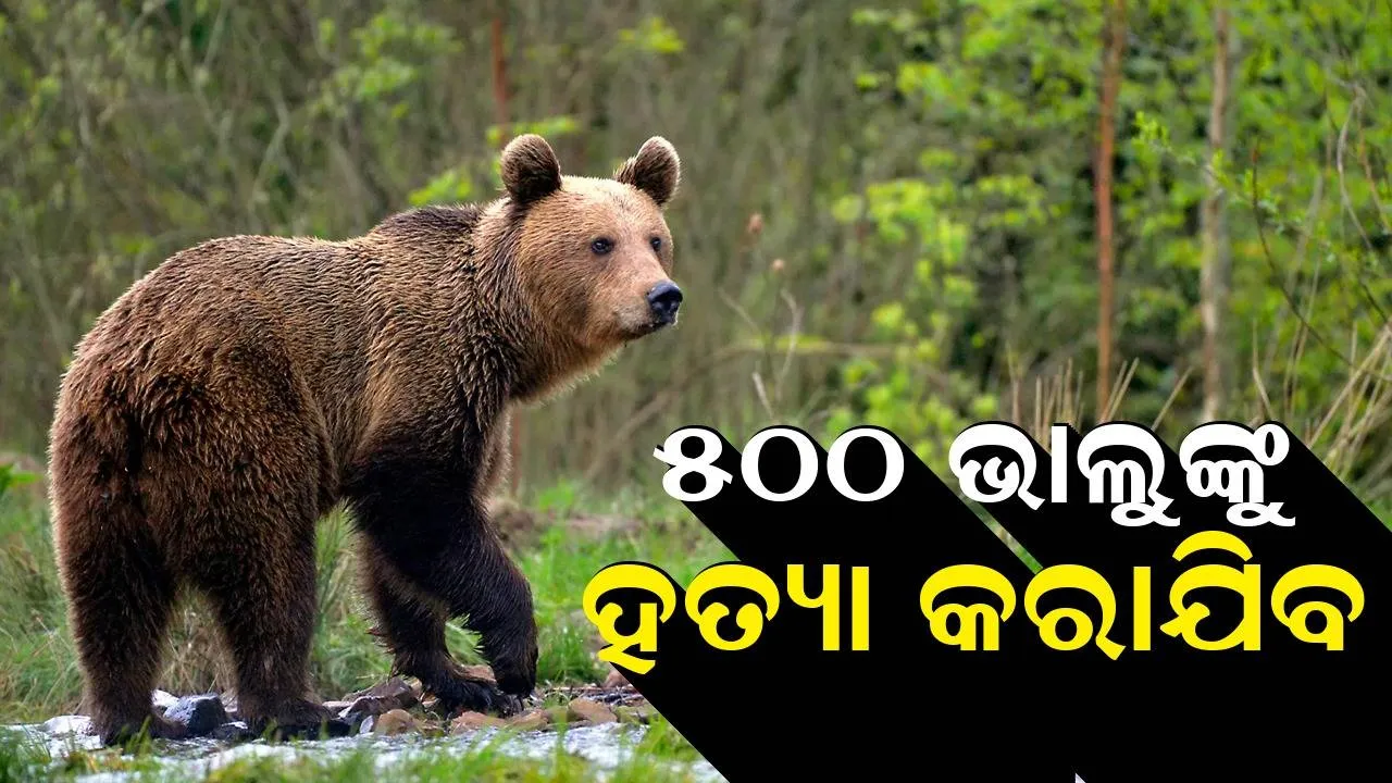  ୫୦୦ ଭାଲୁଙ୍କୁ ଏହି ଦେଶରେ ହତ୍ୟା କରାଯିବ: ପଶୁପ୍ରେମୀଙ୍କ ପକ୍ଷରୁ ବିରୋଧ