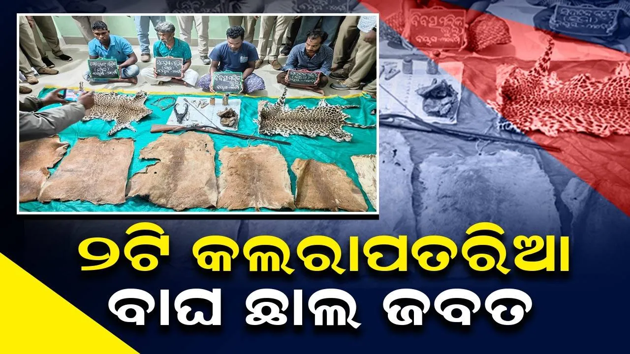  ବାଘଛାଲ ବ୍ୟବସାୟୀ ସମେତ ୪ ଶିକାରୀ ଗିରଫ