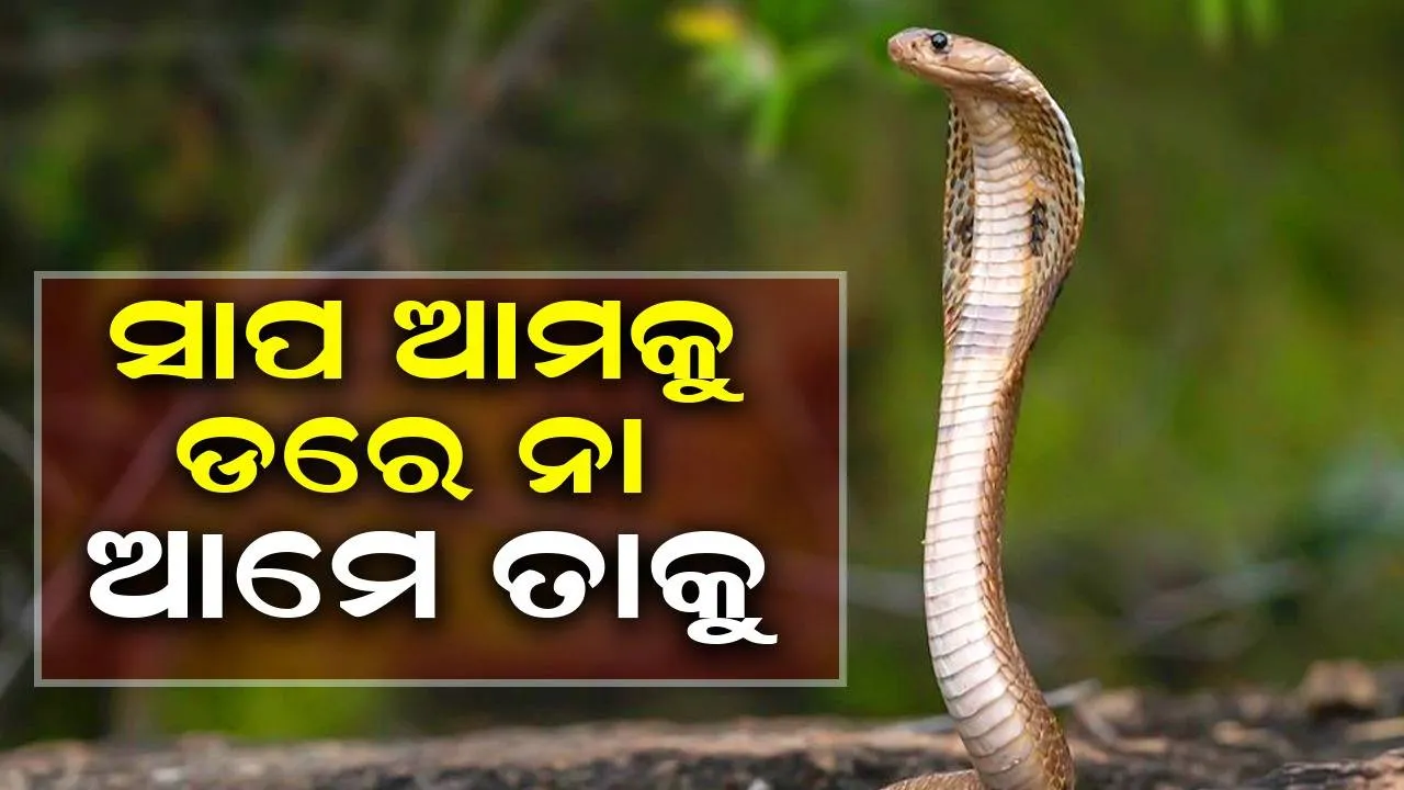  ସାପ ଆମକୁ ଡରେ ନା ଆମେ ତା’କୁ