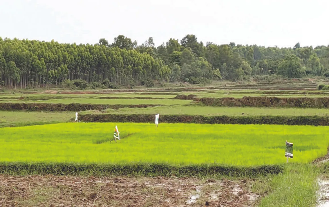  ଉତ୍ପତ୍ତିସ୍ଥଳରୁ ଦେଶୀ ଧାନ ଗାଏବ