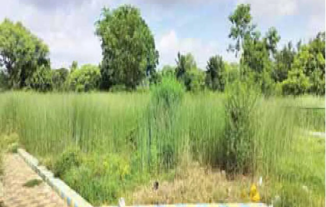  ଡିଏମ୍‌ଏଫ୍‌ କେଳେଙ୍କାରୀ: ଗ୍ରାମ୍ୟ ଉଦ୍ୟାନ ସ୍ଥାନରେ ଖରିବଣ, ଖର୍ଚ୍ଚ ଦେଢ଼କୋଟି