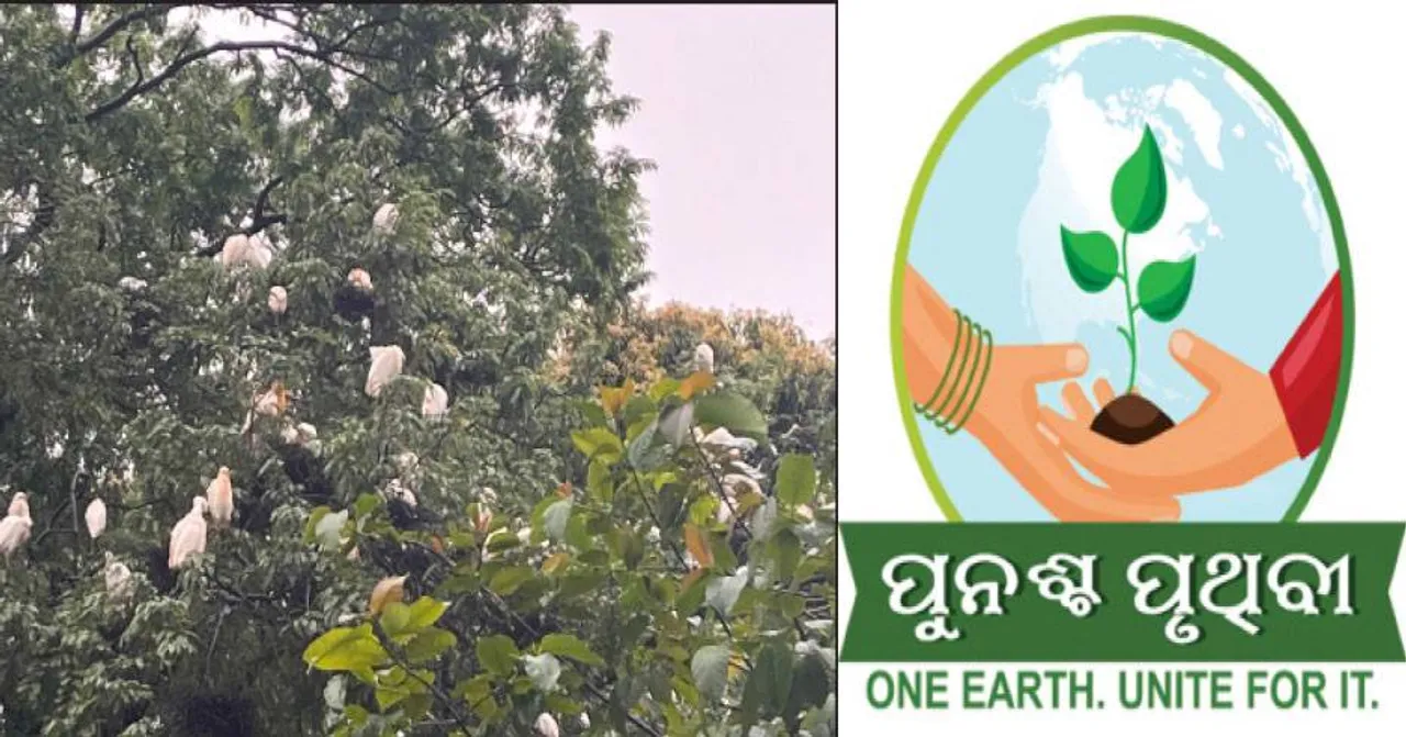  ଶୀତ ପରେ ବି ରହିଗଲେ ୧୨୦୦ କ୍ୟାଟେଲ୍ ଏଗ୍ରେଟ୍: କୋରାପୁଟ ସହରର ୫ ଗଛରେ ବାନ୍ଧିଛନ୍ତି ବସା