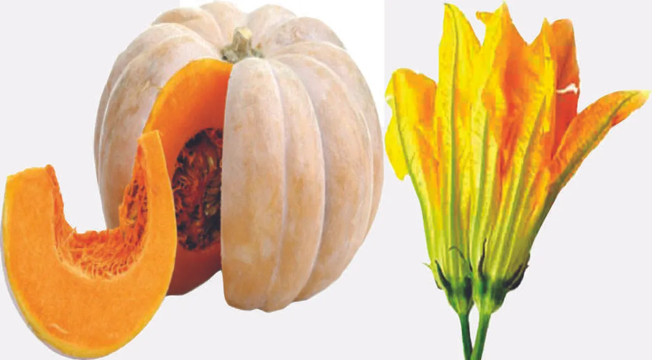  ଗବେଷଣା ଘର: କଖାରୁ ଫୁଲରେ ଅଛି କ’ଣ?