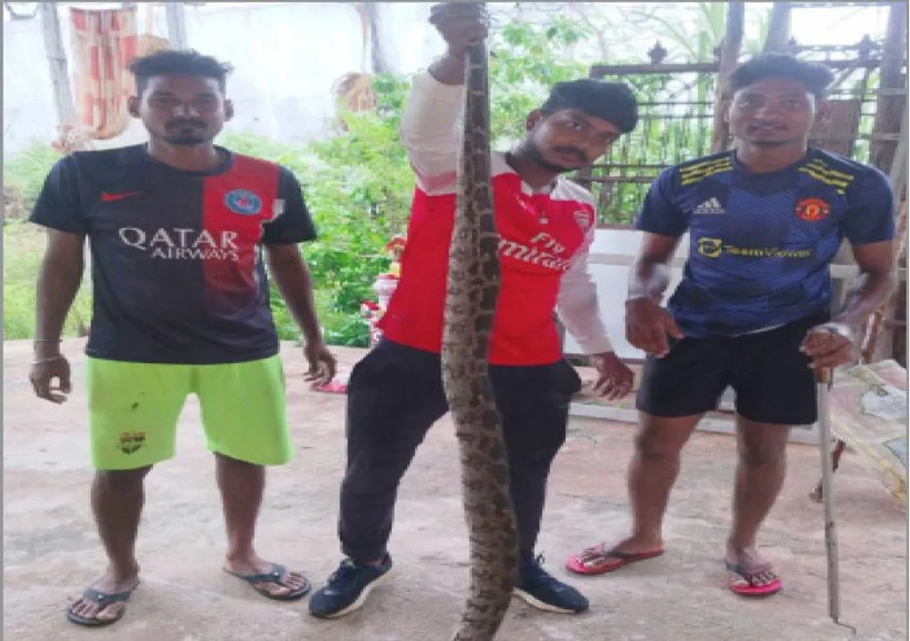  ଜଙ୍ଗଲରେ ଖାଦ୍ୟ ଅଭାବ, ଗାଁମୁହାଁ ଅଜଗର