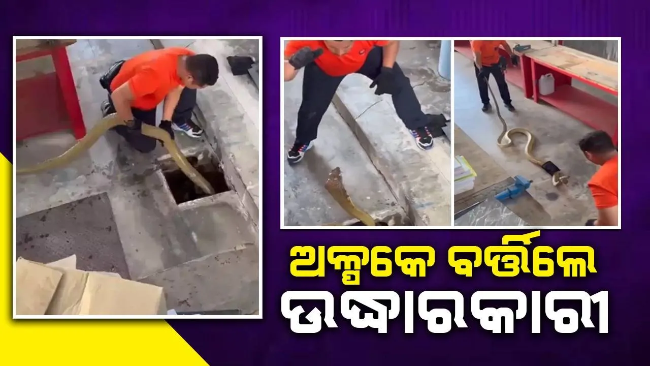  ଦୀର୍ଘ ୧୮ଫୁଟ ଲମ୍ବର ନାଗ ସାପ ଆକ୍ରମଣରୁ ଅଳ୍ପକେ ବର୍ତ୍ତିଲେ ଉଦ୍ଧାରକାରୀ କର୍ମଚାରୀ