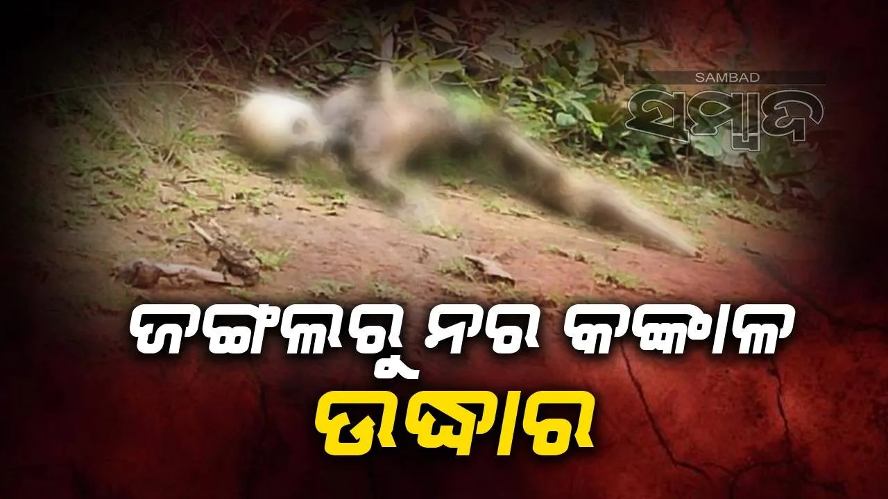  ମେର୍ଦ୍ଦା ଜଙ୍ଗଲରୁ ନର କଙ୍କାଳ ଉଦ୍ଧାର: ନିଖୋଜ ମହିଳାଙ୍କର ହୋଇଥିବାର ନେଇ ସନ୍ଦେହ