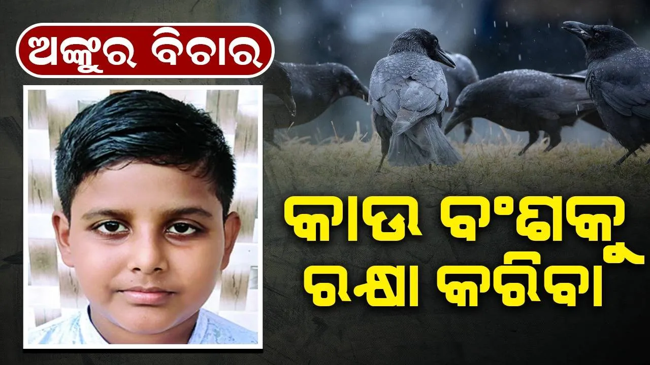  ଅଙ୍କୁର ବିଚାର: କାଉ ବଂଶକୁ ରକ୍ଷା କରିବା
