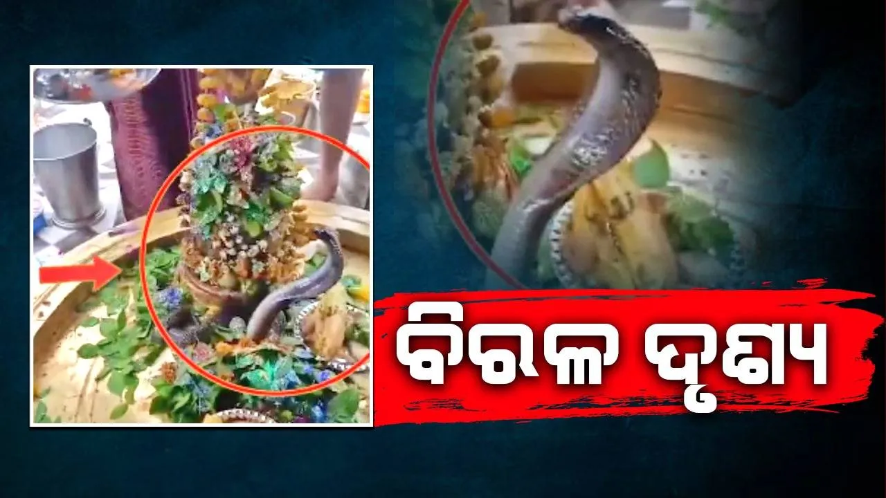  ନାଗପଞ୍ଚମୀ ଦିନ ଶିବଲିଙ୍ଗରେ ଗୁଡ଼ାଇ ହୋଇ ଫଣା ଟେକି ବସିଥିଲା ବିଶାଳ ନାଗ; ଭିଡିଓ ଭାଇରାଲ