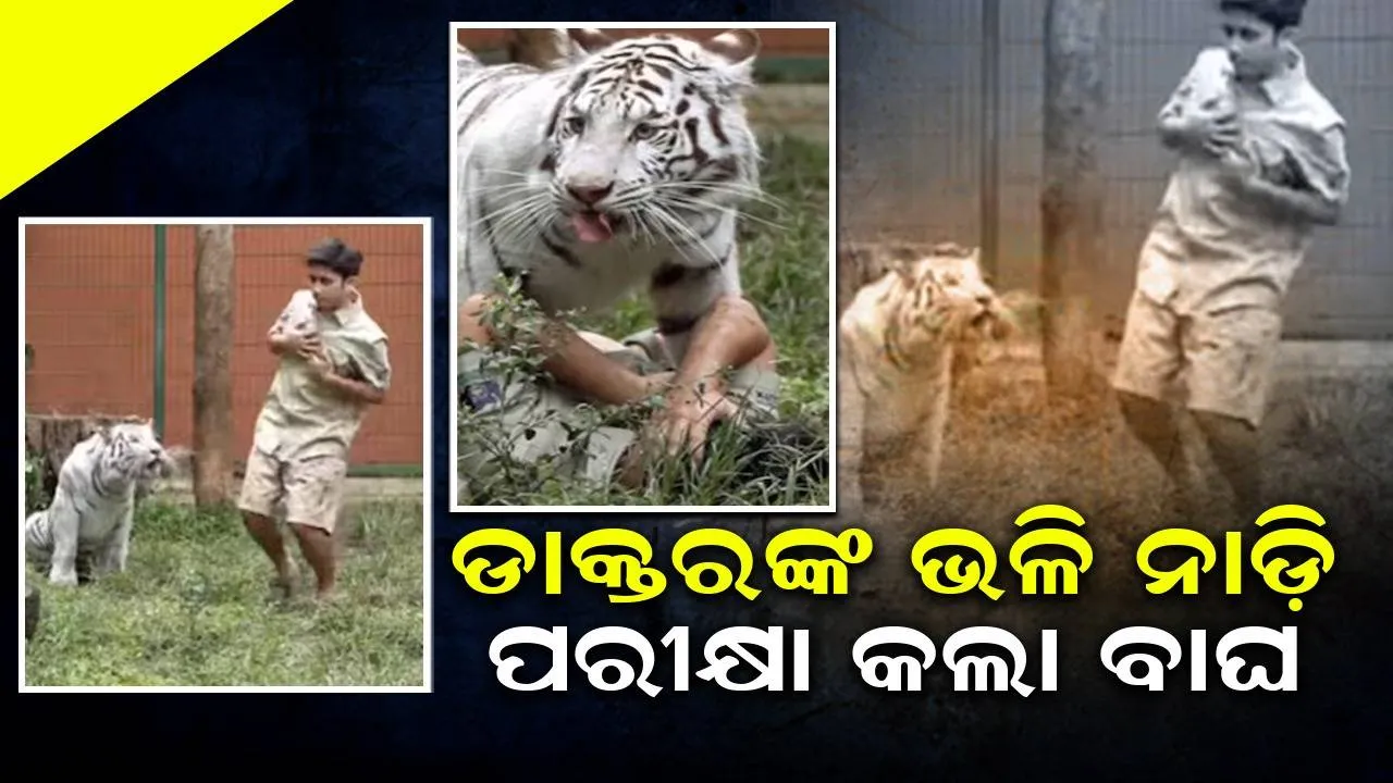  ବାଳକ ବାଘ ସାମ୍ନାରେ ମରିବାର ଛଳନା କଲେ, ହାତକୁ କାମୁଡ଼ି ବାଘ ନାଡ଼ି ପରୀକ୍ଷା କଲା: ଭିଡିଓ ଭାଇରାଲ୍