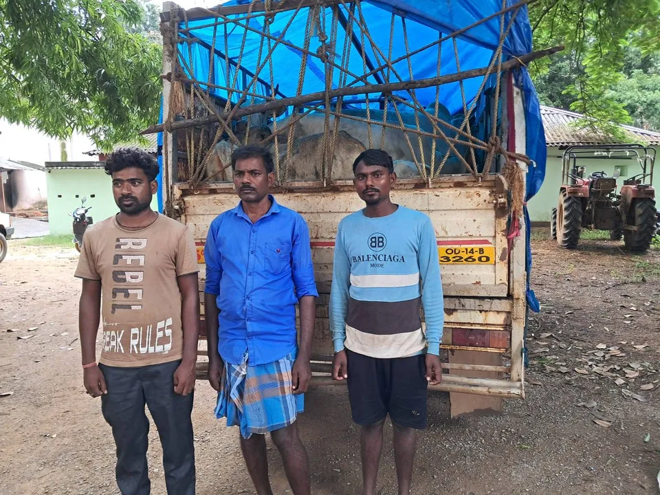  ଗୋରୁ ଚାଲାଣ ପିକ୍‌ଅପ୍‌ ଜବତ: ଡ୍ରାଇଭର ସମେତ ୩ ଗିରଫ