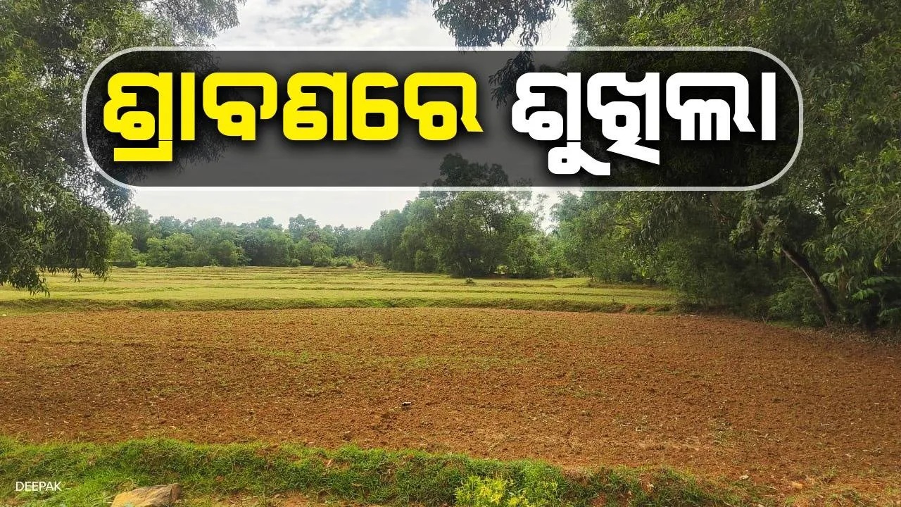  ବର୍ଷା ଅଭାବରୁ ଶୁଖିଗଲାଣି ରୁଆ ବିଲ; ପାଣି ଅପେକ୍ଷାରେ ବେତନଟୀ ବ୍ଲକରେ ୫୨୦୫ ହେକ୍ଟର ଜମି