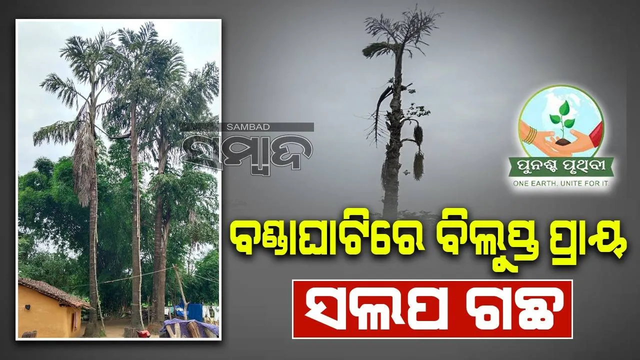  ହ୍ରାସ ପାଉଛି ସଲପ ଗଛ: ବିଗୁଡ଼ିଛି ଲୋକଙ୍କର ଆର୍ଥିକ ସ୍ଥିତି, ପରିବେଶ ପକାଉଛି ପ୍ରଭାବ