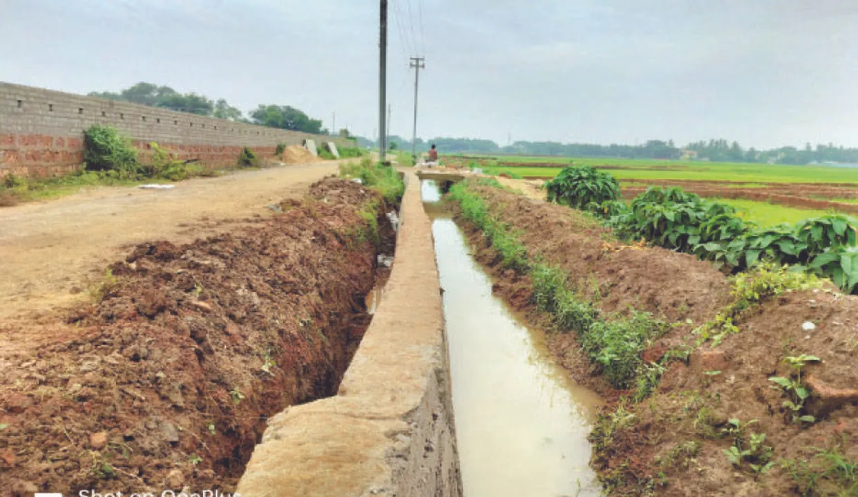  କେନାଲ ମରାମତିରେ ଅବହେଳା: ୩୦୦ ଏକର ଧାନଚାଷ ପ୍ରଭାବିତ