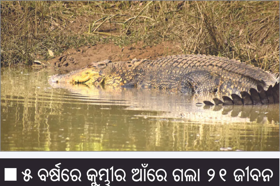  ବ୍ରାହ୍ମଣୀରେ ବଢ଼ୁଛି ଲୁଣା ଅଂଶ କୁମ୍ଭୀର ଉପରମୁଣ୍ଡ ମୁହାଁ: ୫ ବର୍ଷରେ କୁମ୍ଭୀର ଆଁରେ ଗଲା ୨୧ ଜୀବନ