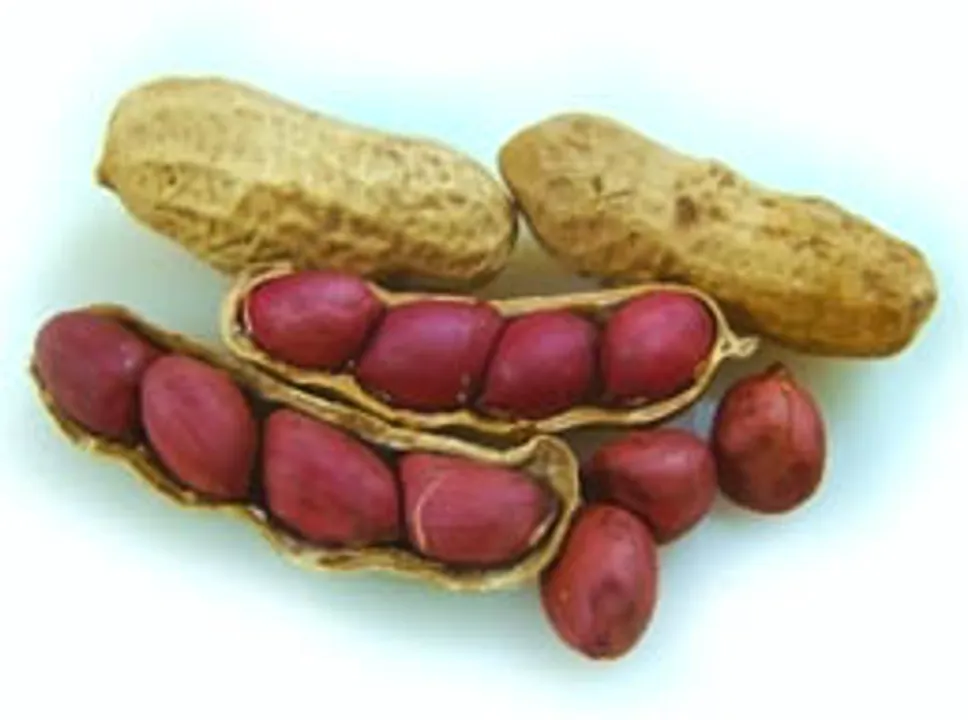the underground nut