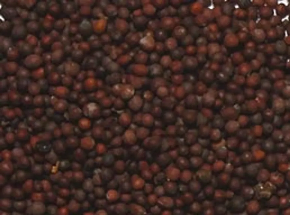 mustard seeds