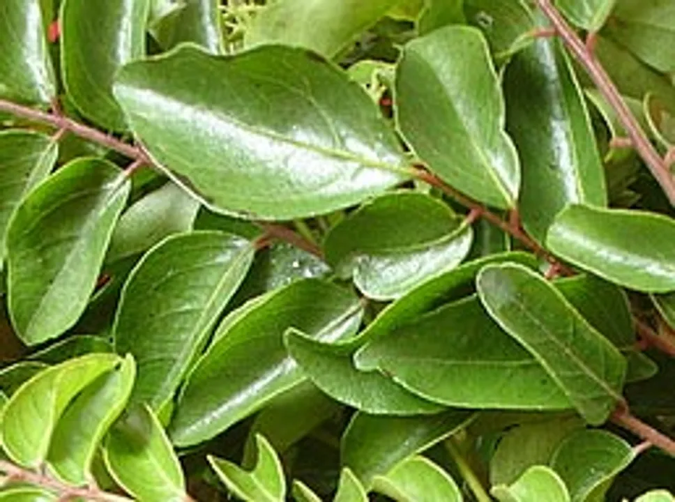 spice up your curries with curry leaves