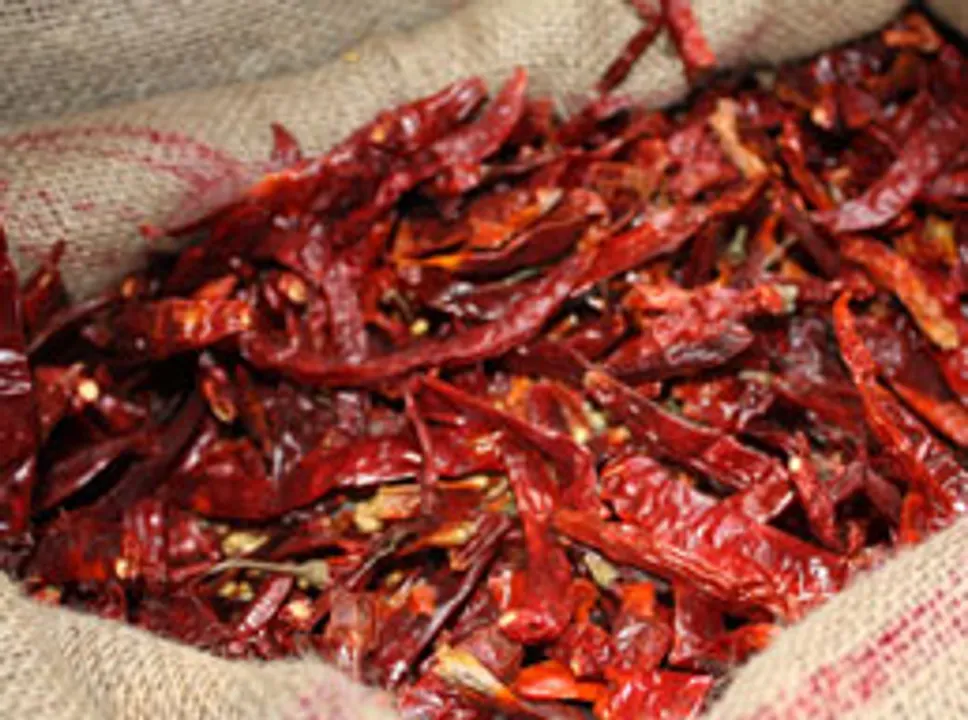 Kashmiri Red Chillies