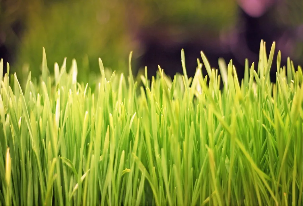 Let us know why Wheatgrass is so popular