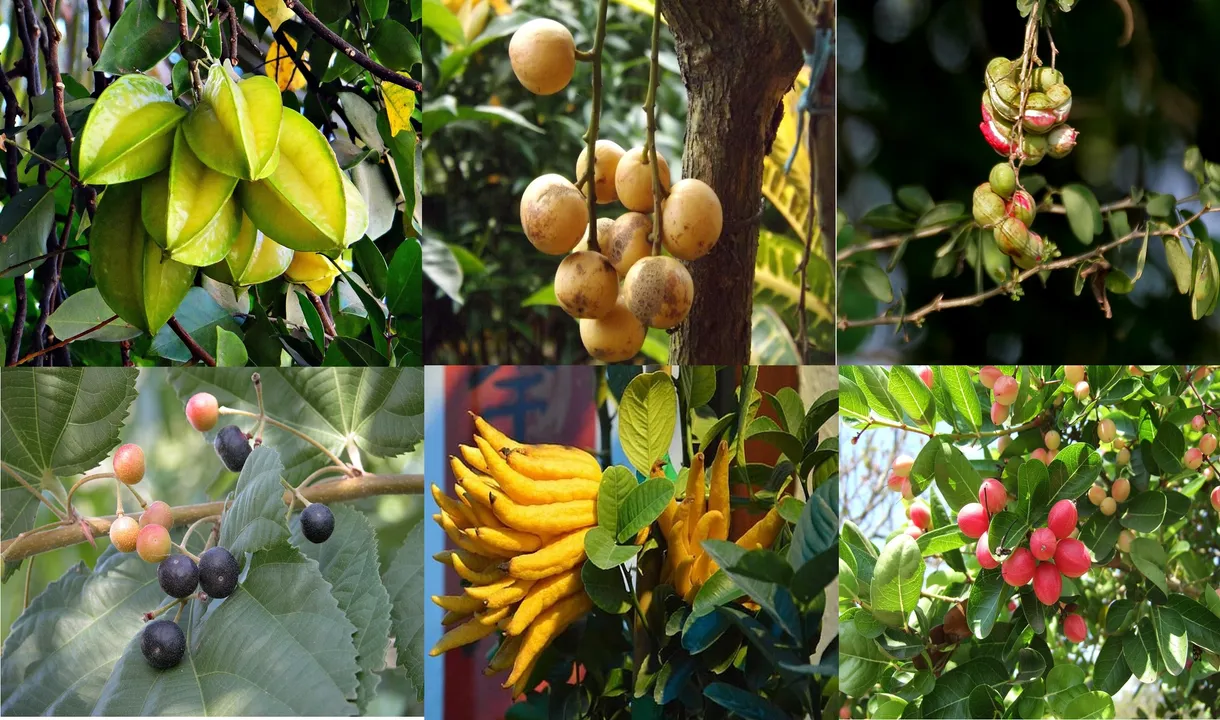 Into the world of rare and lesser known fruits